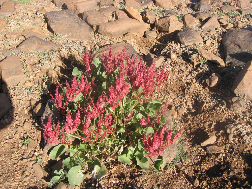 Rumex Vesicarius