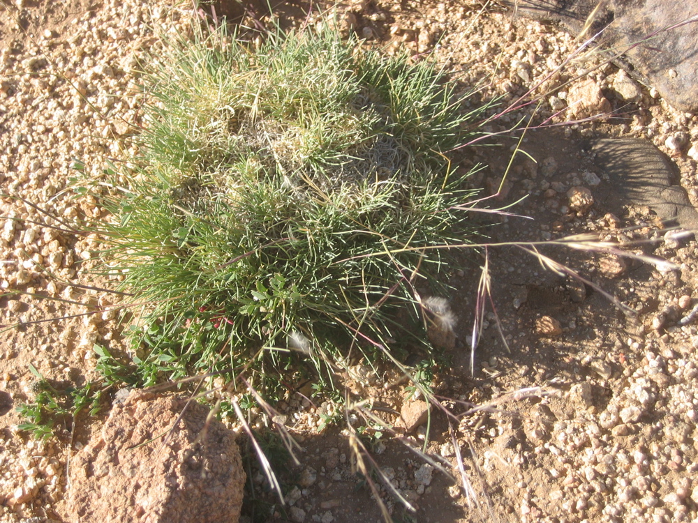 Dianthus crinitus