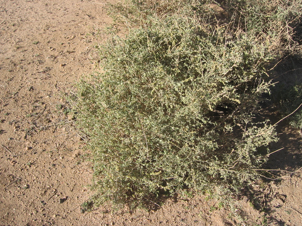 Atriplex halimus