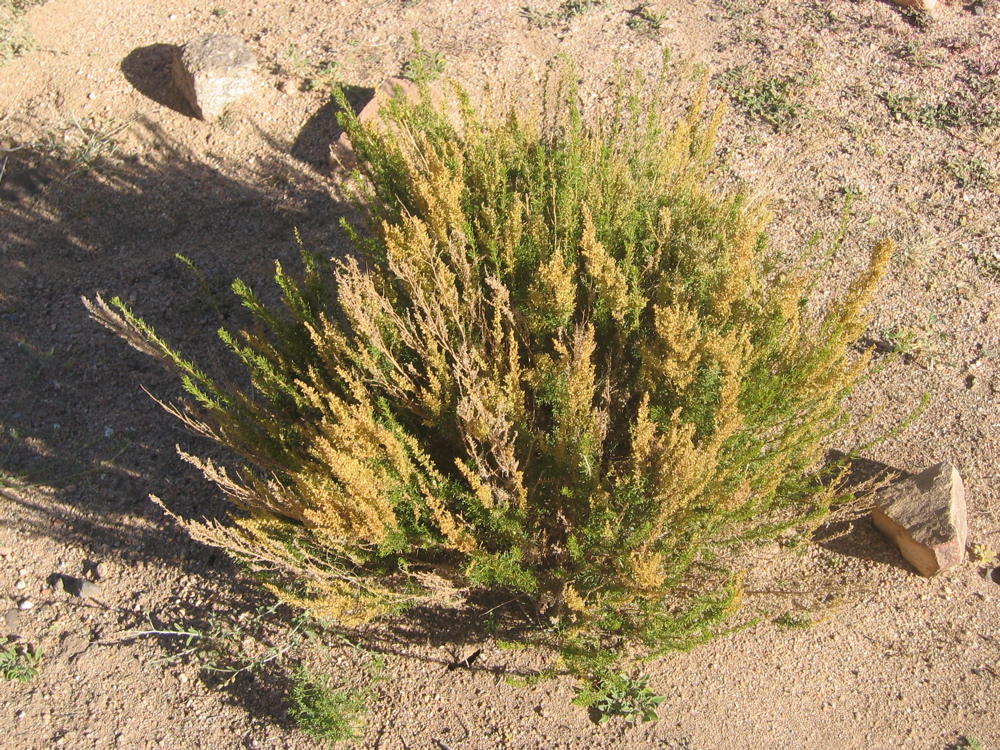 Artemisia campestris