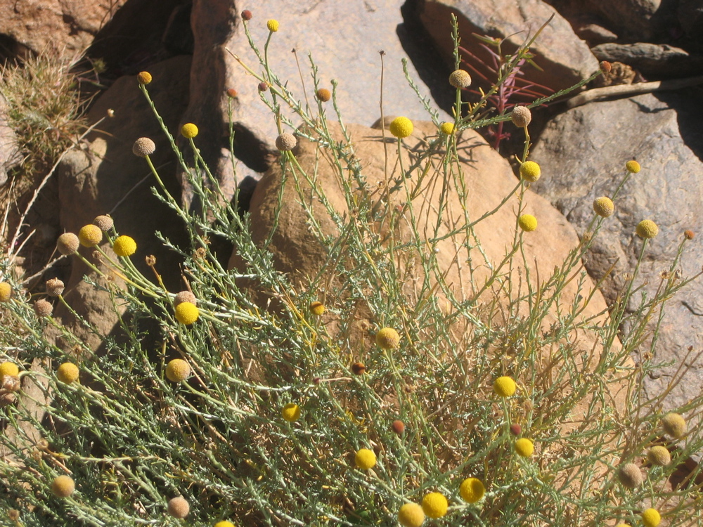 Pentzia monodiana