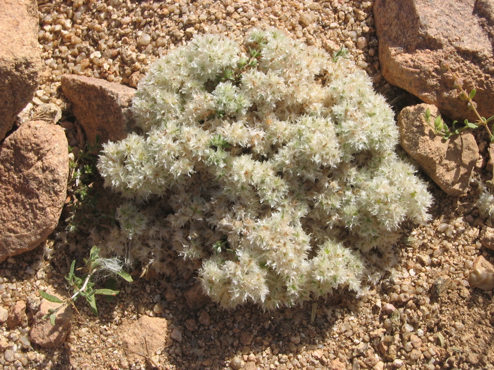 Paronychia arabica