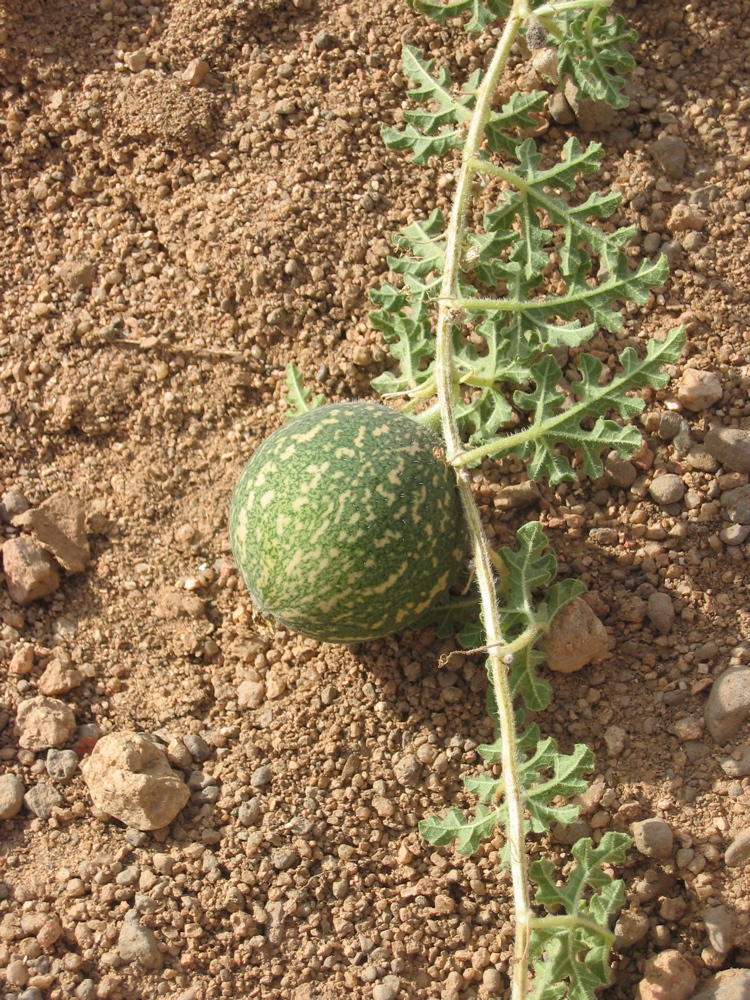 citrullus colocynthis