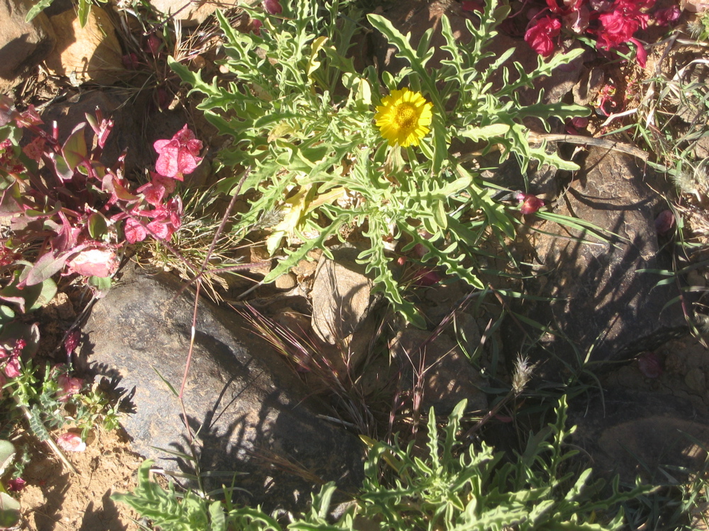 Nauplius graveolens