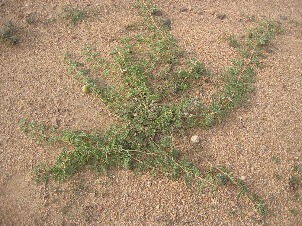 citrullus colocynthis 2