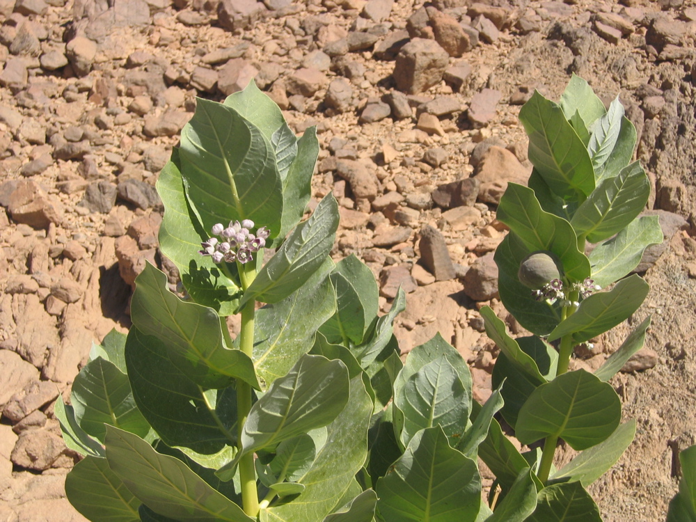 Calotropis procera