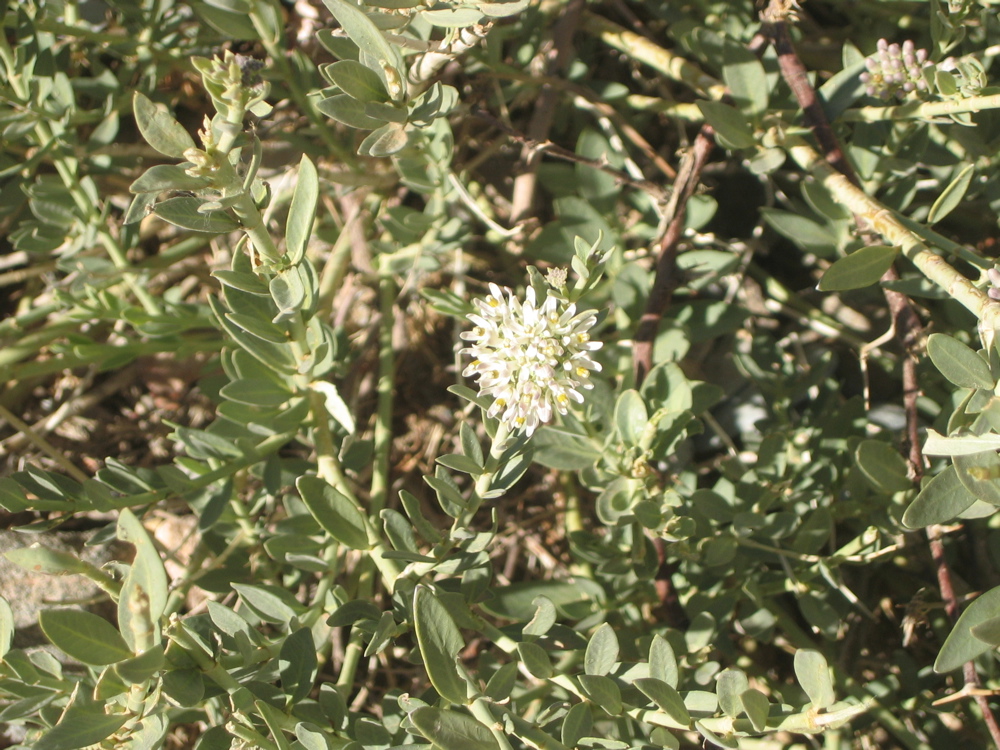 solenostemma argel