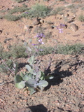 Moricandia arvensis (chou)