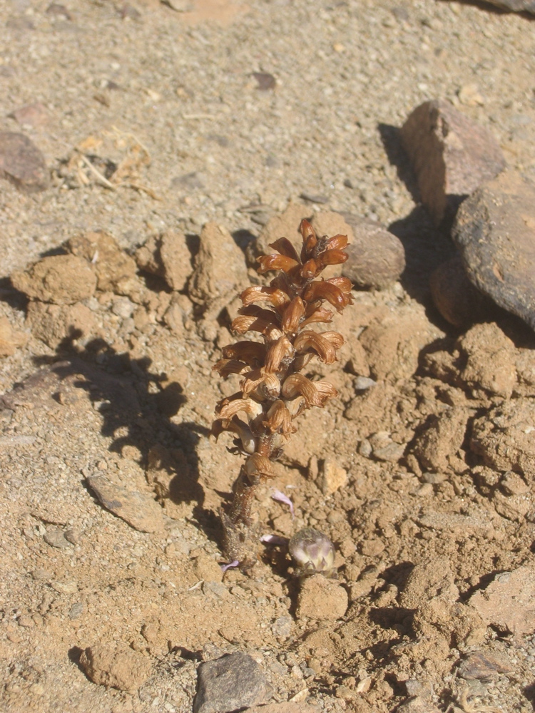 Orobanche cernua