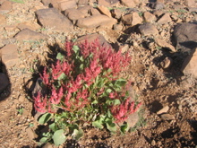 Rumex Vesicarius