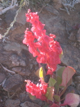 Rumex Vesicarius 2