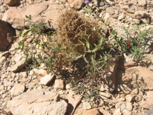 Boerhavia repens