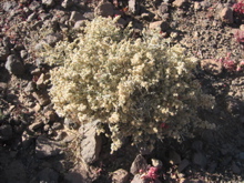 Anabasis articulata