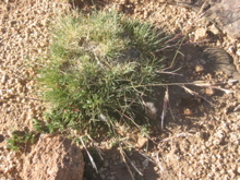 Dianthus crinitus