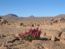 Rumex Vesicarius 3