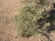 Atriplex halimus