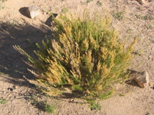 Artemisia campestris
