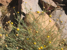 Pentzia monodiana