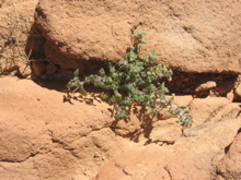 Forskhalea tenacissima (ortie)
