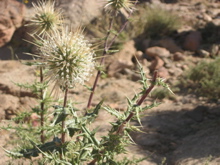 Echinops spinosissimus