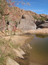 Tamarix gallica