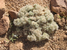 Paronychia arabica