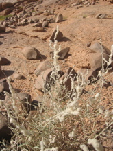 Aerva javanica