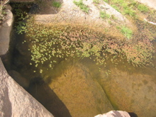lentilles d'eau