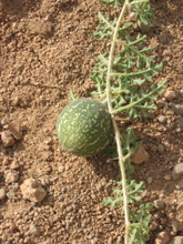 citrullus colocynthis