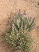 caralluma venenosa