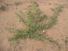 citrullus colocynthis 2