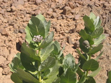 Calotropis procera