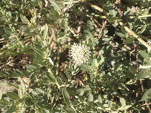 solenostemma argel