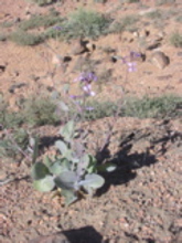 Moricandia arvensis (chou)
