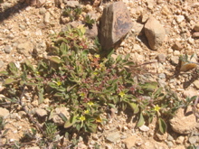 Aizoon canariensis