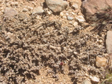 Aizoon canariensis 2